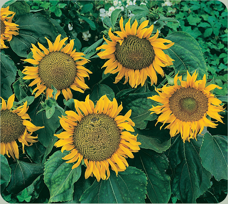 Sunflower Seeds: Sunspot Sunflower Seeds Fresh Seed FREE Shipping