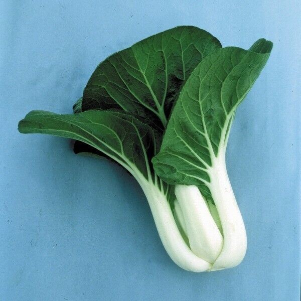 1000+ Cabbage Seeds – Pak Choi White Stem — Heirloom — NON GMO — FRESH