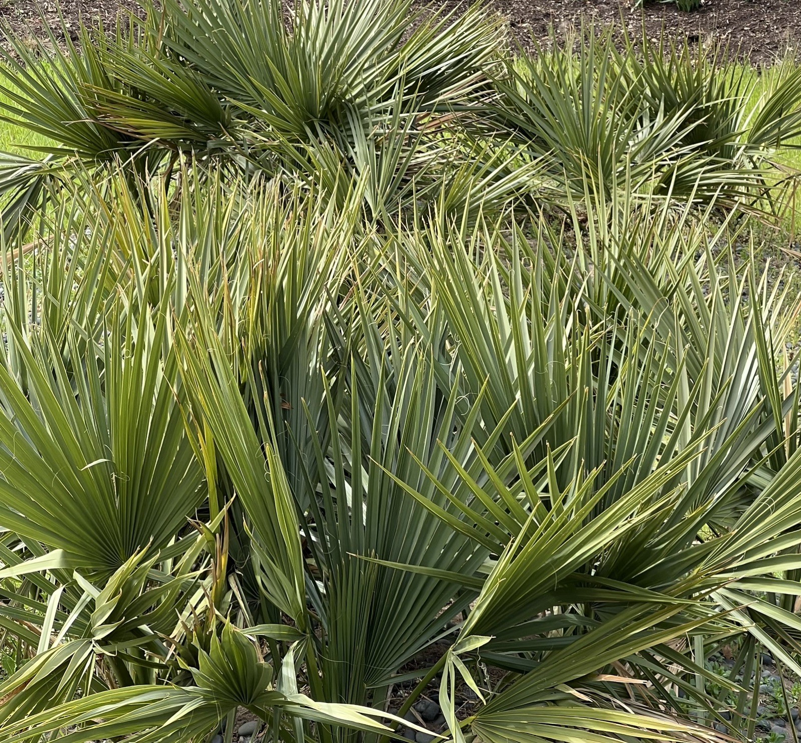 Dwarf Palmetto Seeds Sabal minor ‘McCurtain’ 25 Seeds