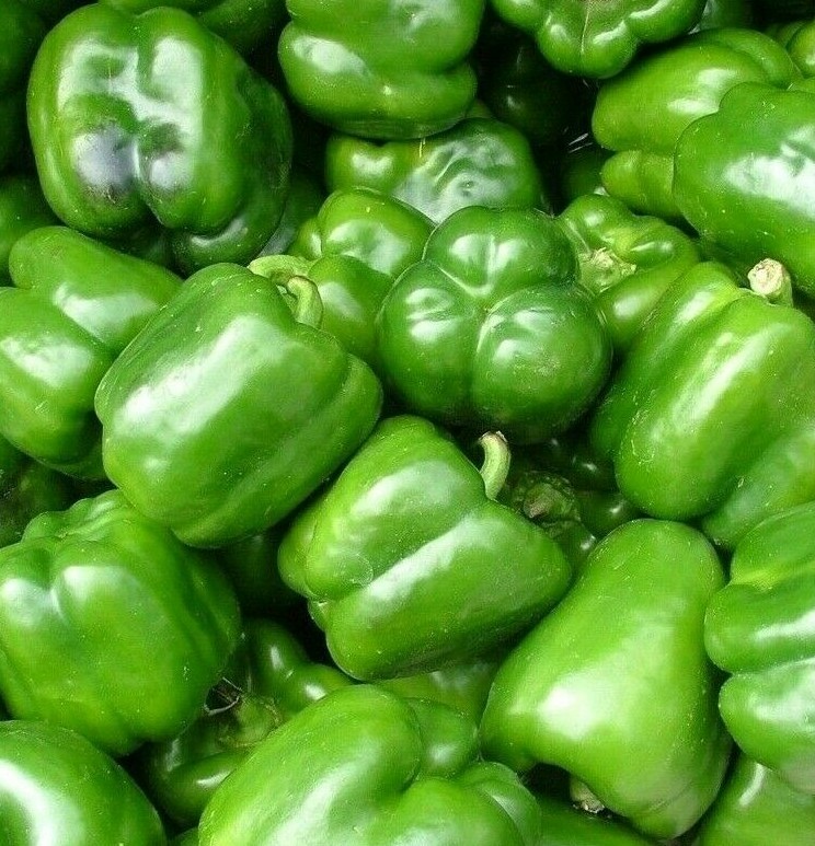 CALIFORNIA WONDER BELL PEPPER SEEDS 100+ Culinary SWEET PEPPER FREE SHIPPING