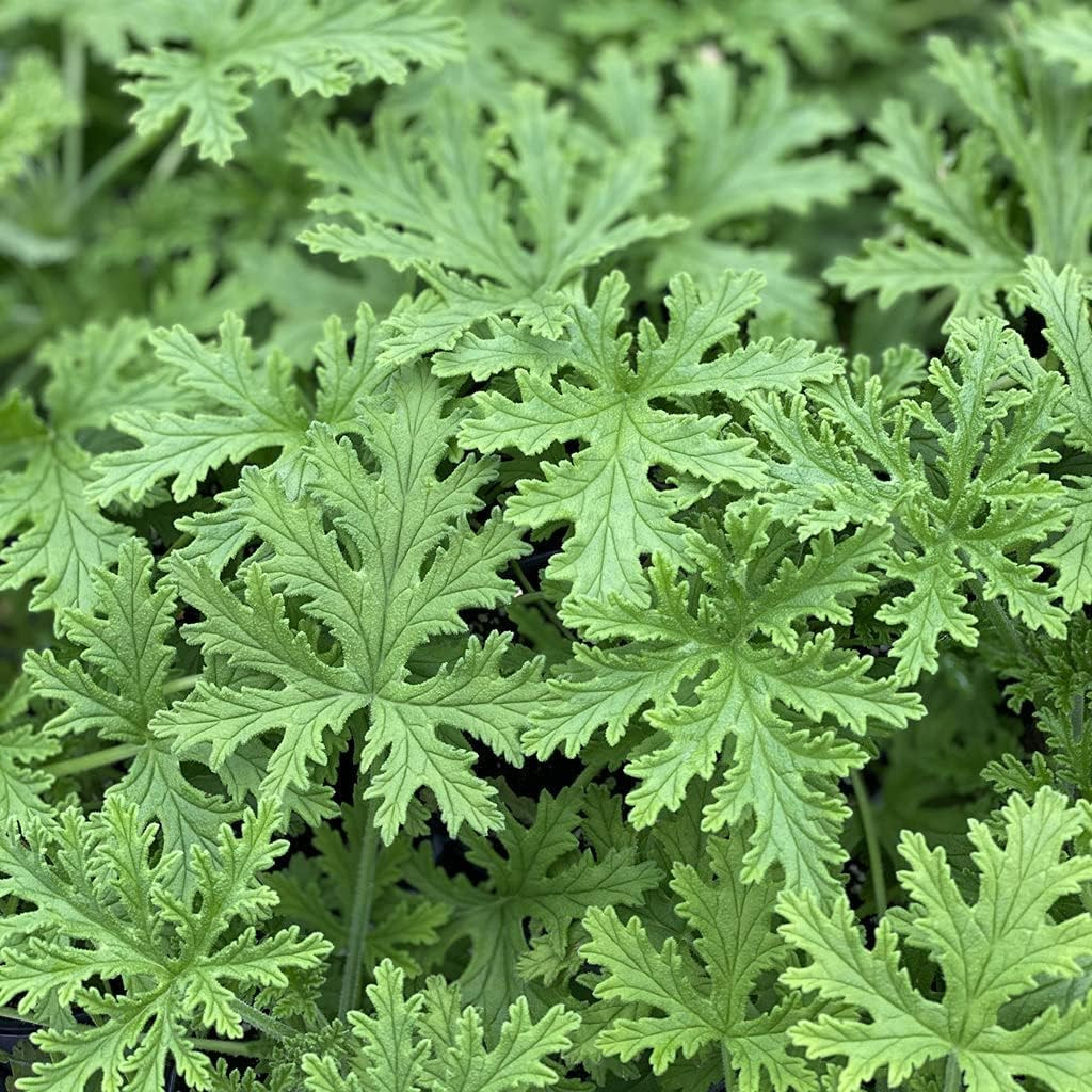 1500 Citronella Plant Seeds Citronella Plant Seeds Home Heirloom Garden