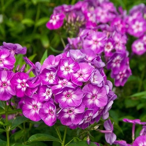 Mixed Phlox Seeds for Planting – 2000 Creeping Phlox Seeds Perennial Ground