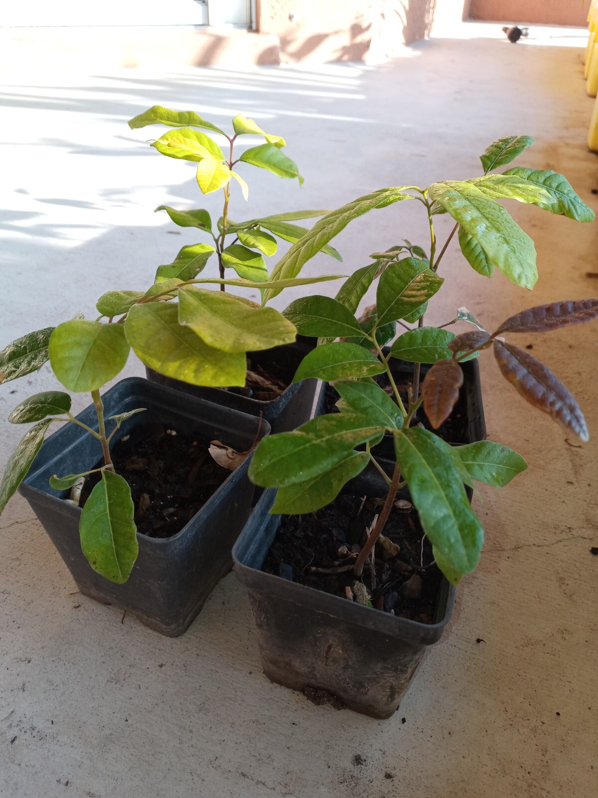 1 Longan Fruit Tree , sweet tropical exotic EDIBLE fruits trees