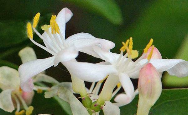 Lonicera tartarica | Tartarian Honeysuckle | 5 Seeds