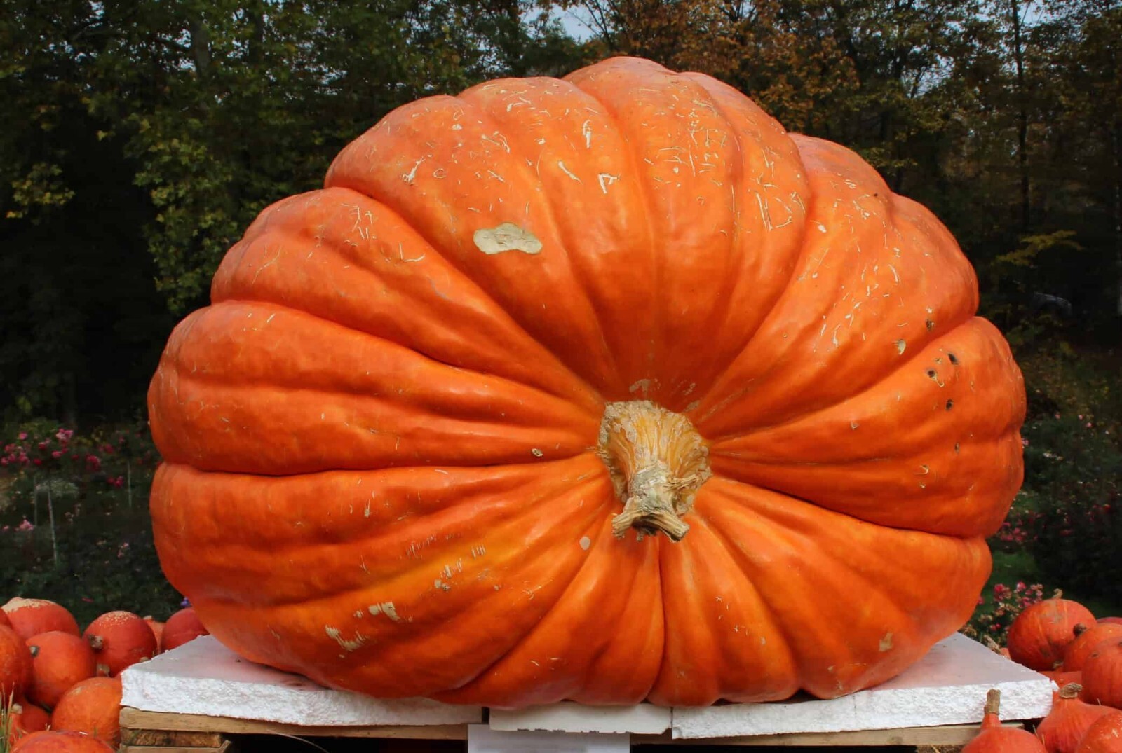 10+ Big Max Pumpkin Seeds | Heirloom | up to 100 LBS | Non-GMO | Giant pumpkin |