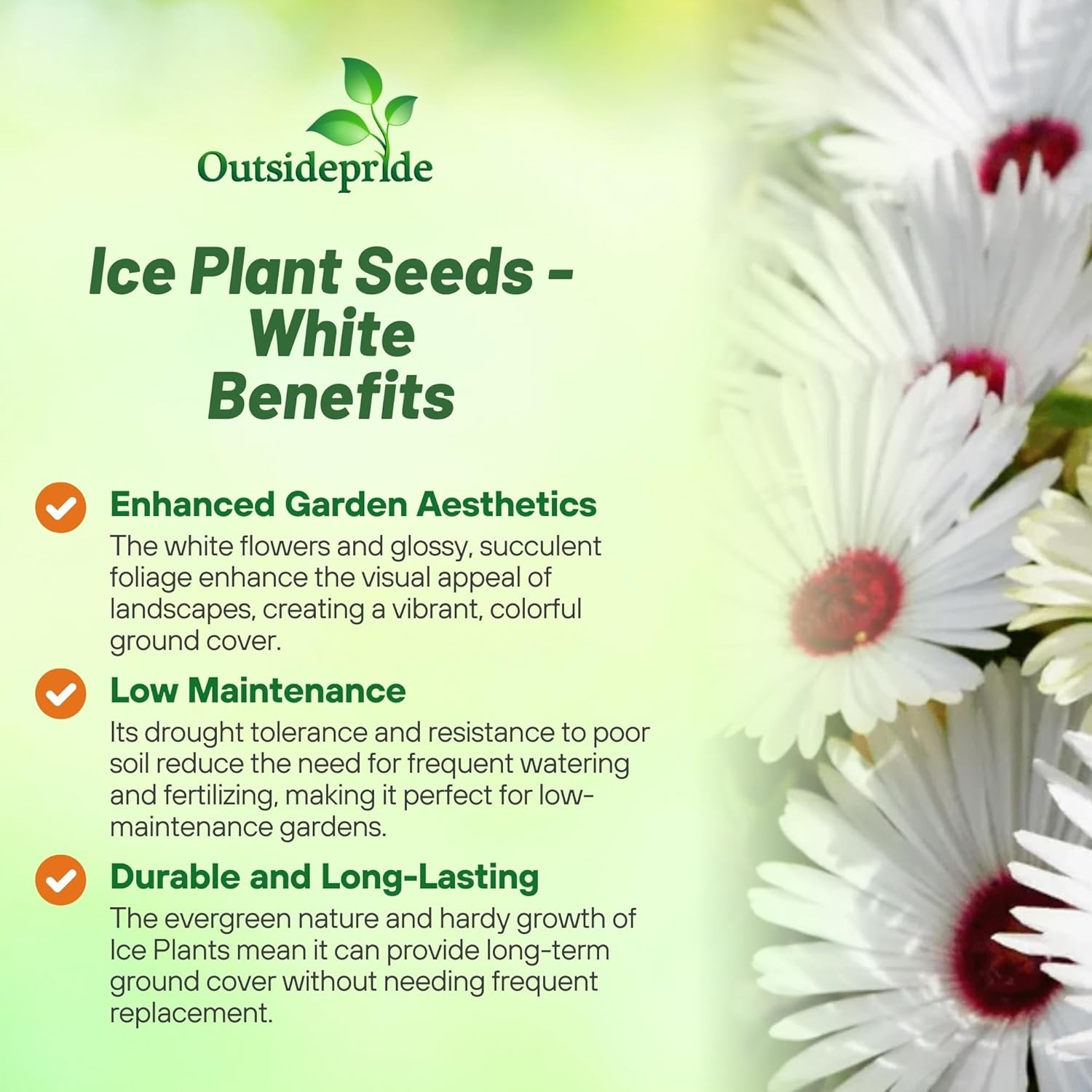 10000 Seeds Ice Plant Drought Tolerant White Livingstone Daisy Ground Cover