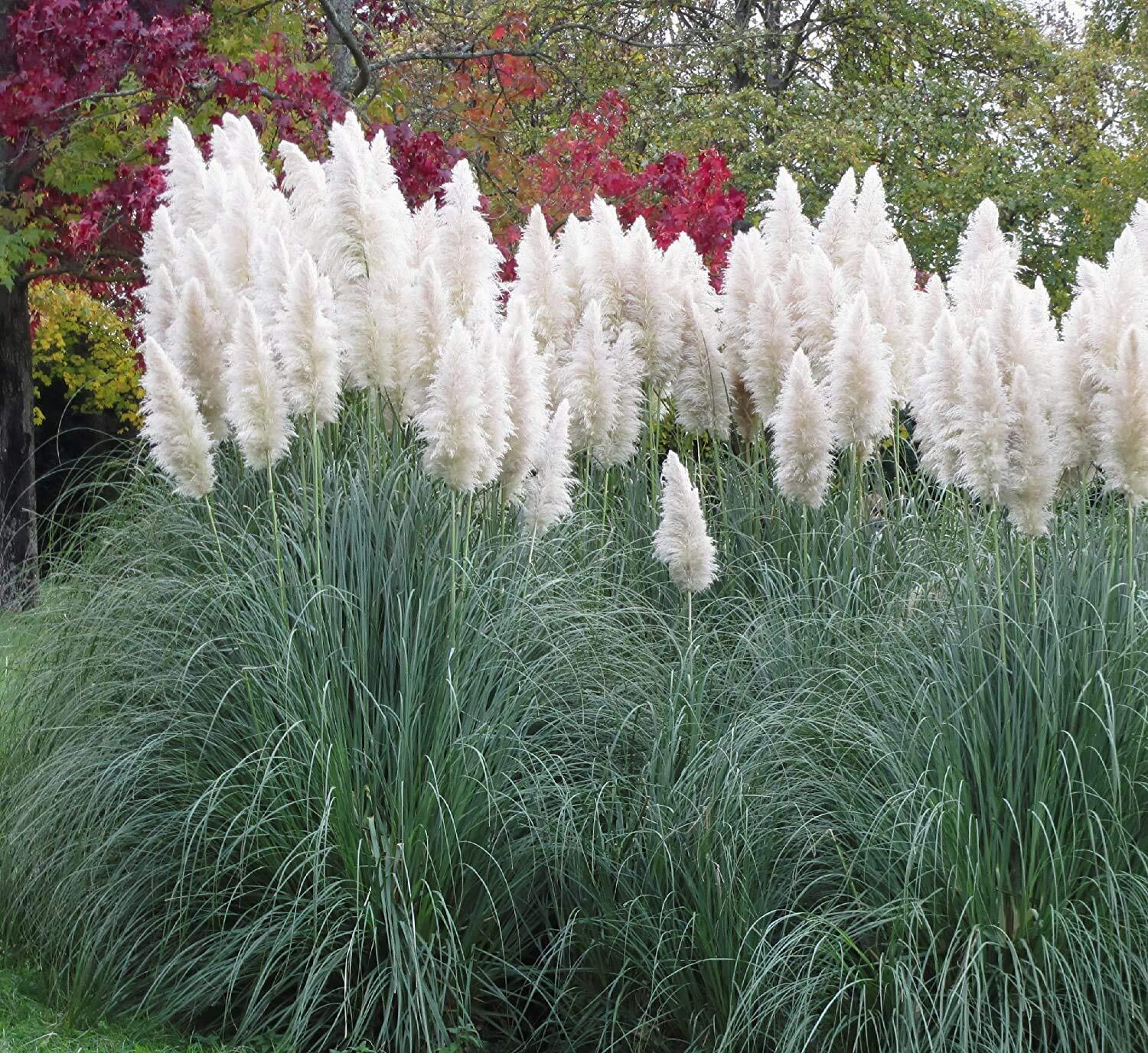 Giant White Pampas Grass Seeds – 100 Seeds – Ornamental Grass for Landscaping or