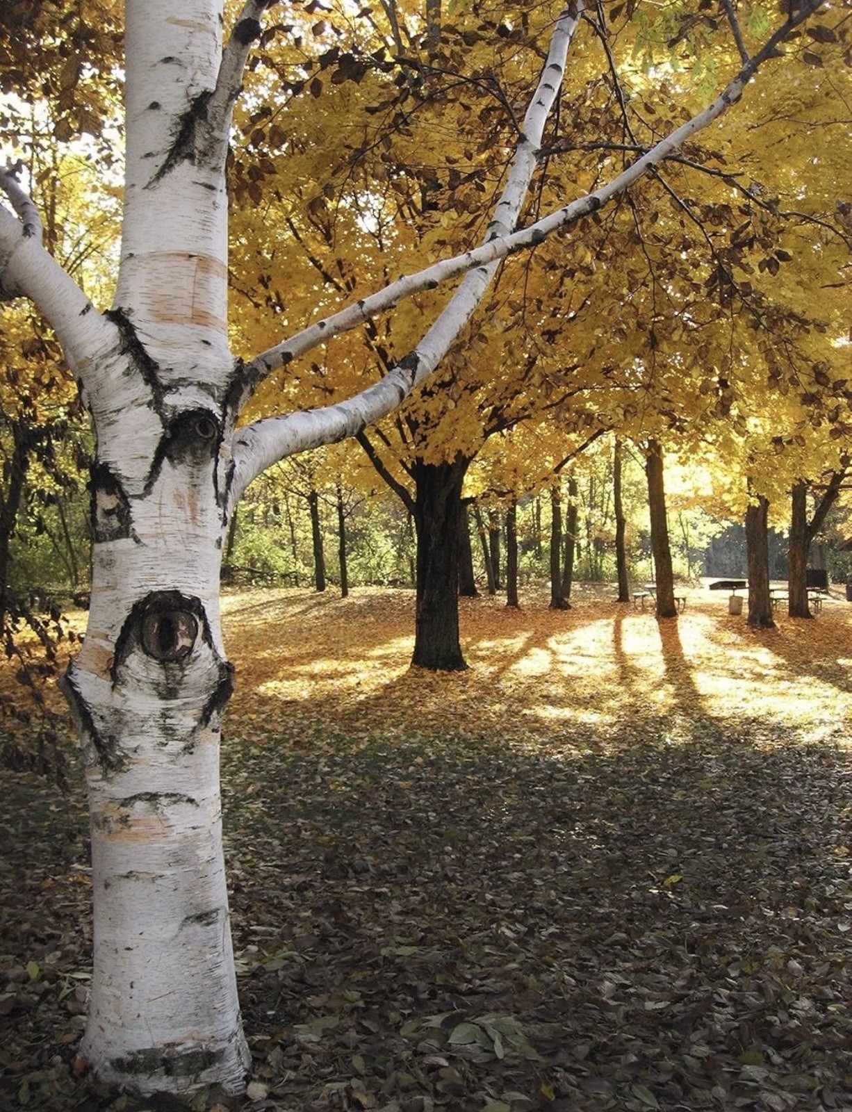 50 Paper Birch Seeds, Betula papyrifera American White Canoe Birch Native Tree
