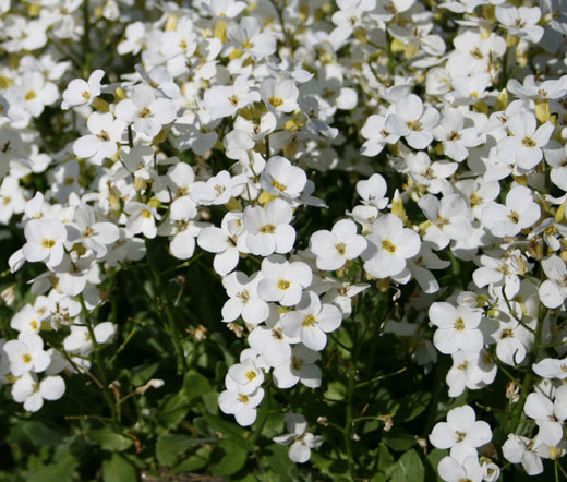 ARABIS WALL ROCK CRESS WHITE SNOW PEAK Arabis Alpina Caucasica – 250 Bulk Seeds