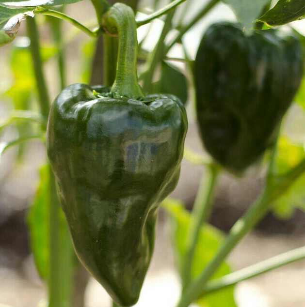 Poblano Pepper Seeds (Ancho Chile) | Mexican Green Chipotle Vegetable Seed 2024