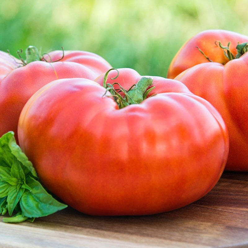 Red Brandywine Tomato, Non-GMO Heirloom, 50 Seeds