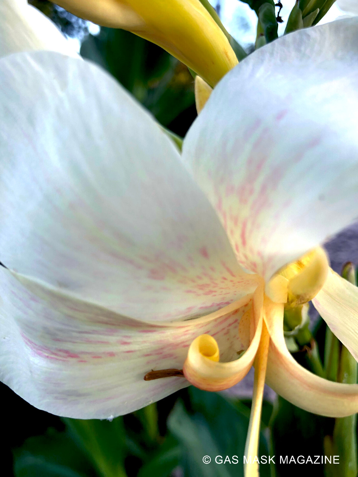 White Butterflies Canna Lily Live Plant Rhizome