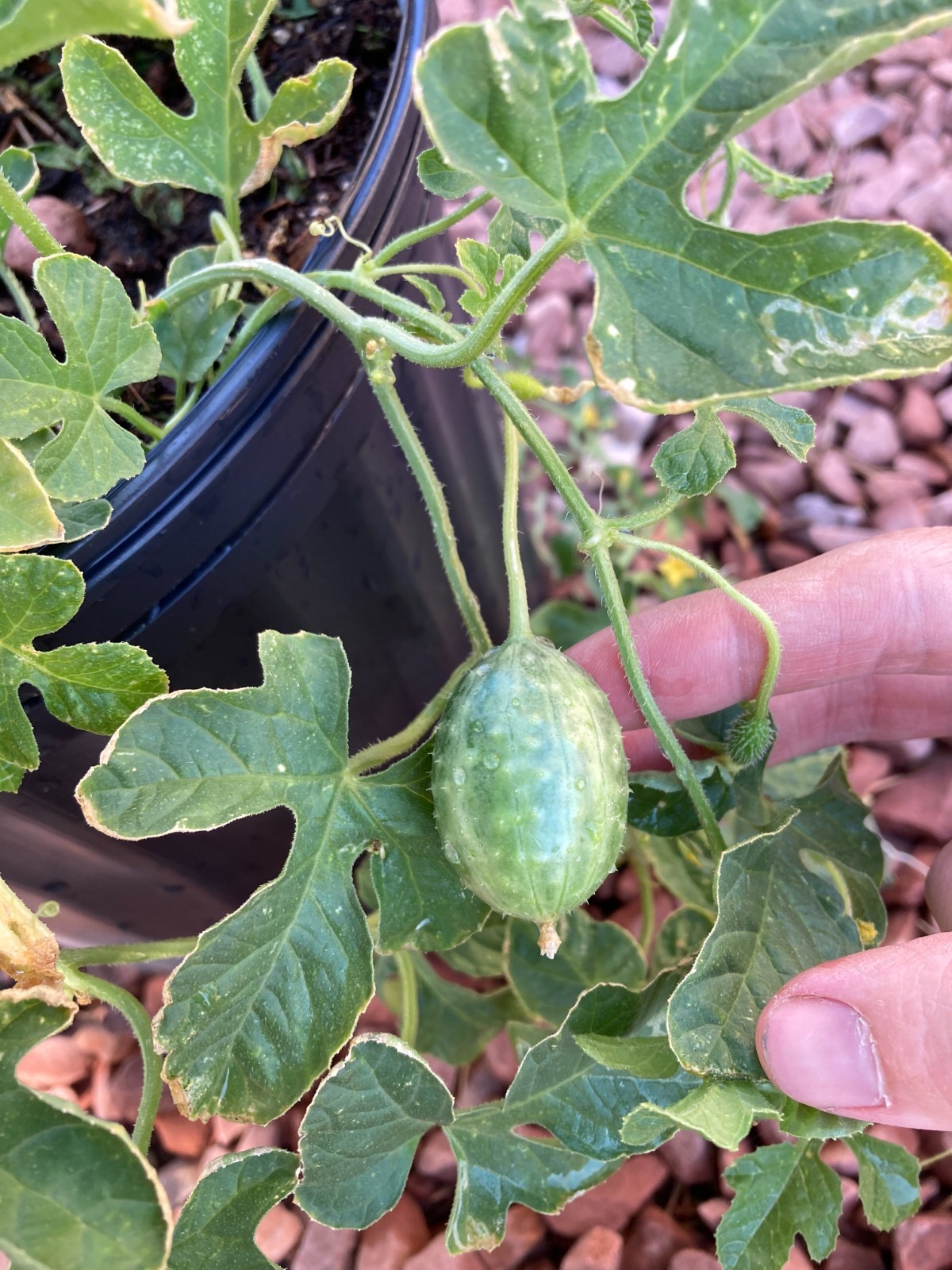 Cucumis anguria, Burr Gherkin Seeds, Annual Wild Vegetable Cucumber Plant