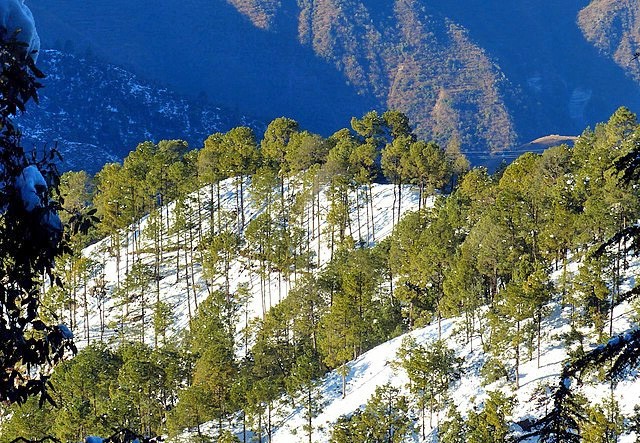 Pinus roxburghii | Chir Pine | 10 Seeds