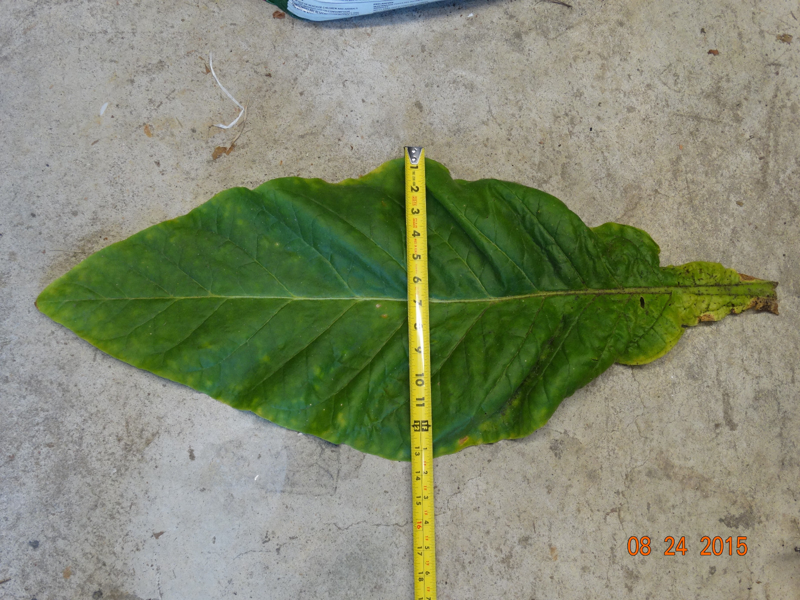 BANANA LEAF TOBACCO SEEDS 2500+ GREAT CIGARETTE TOBACCO HUGE LEAF PRODUCER