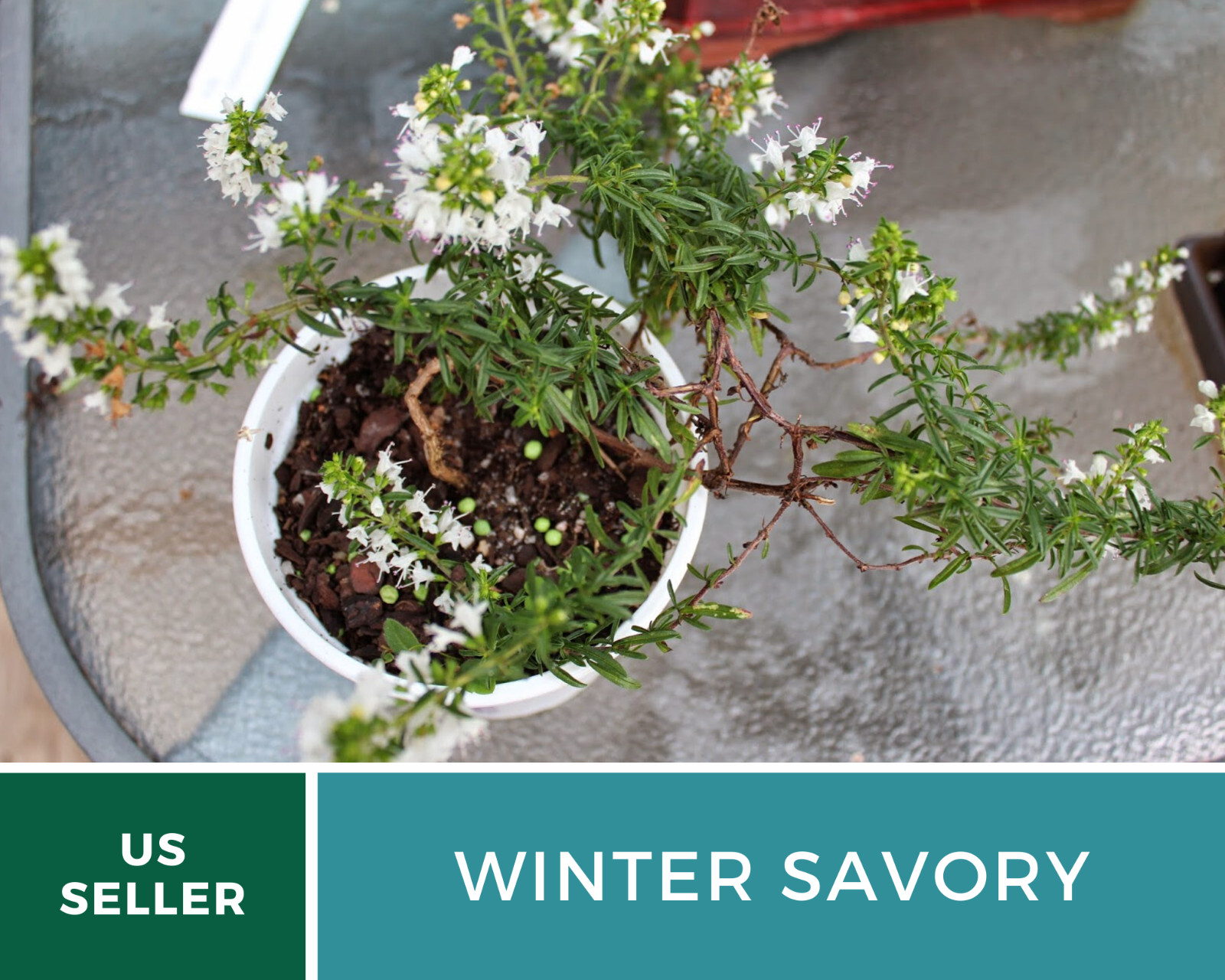 Savory, Winter – 100 Seeds – Culinary & Medicinal Herb – Non GMO