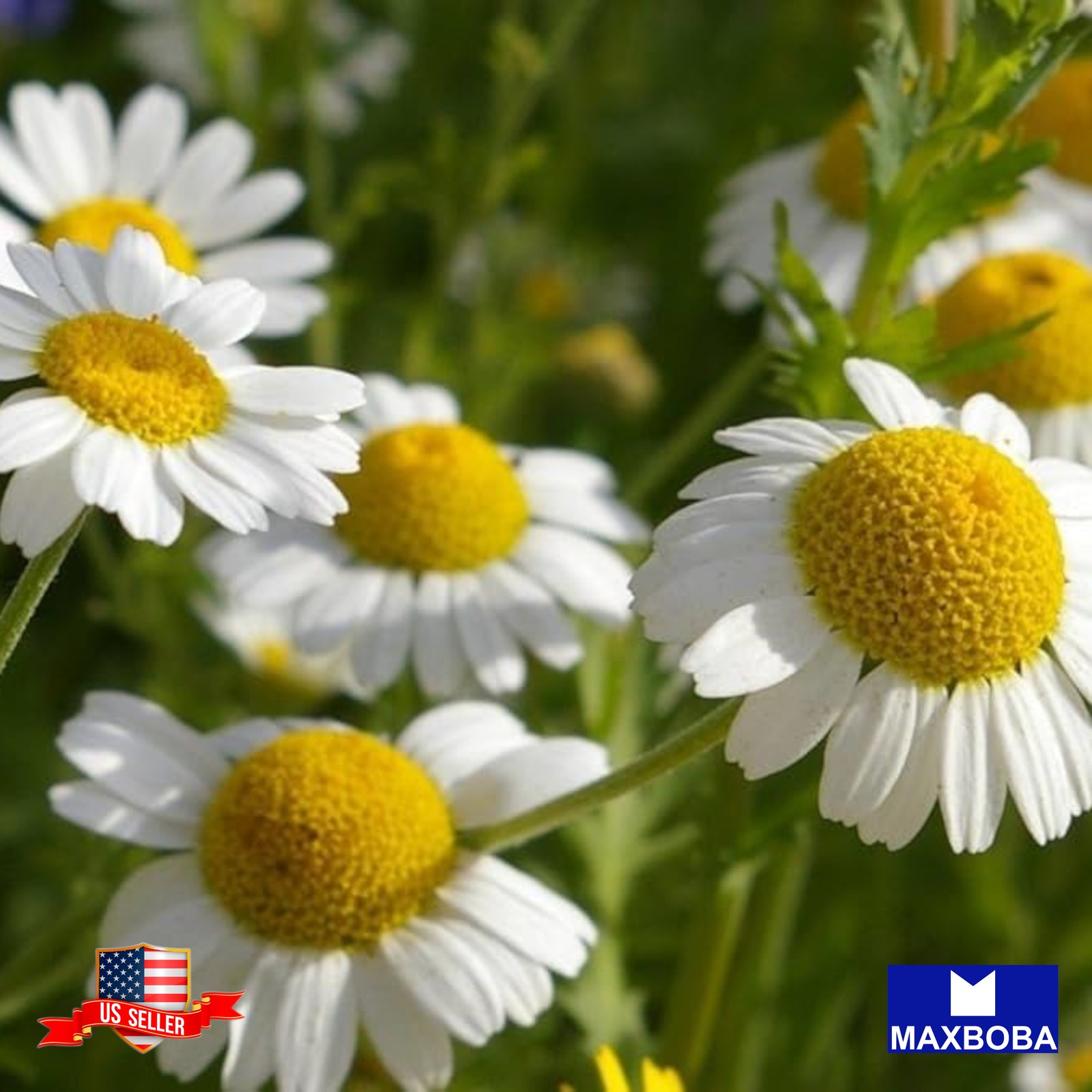 2000 Chamomile Seeds German Organic Non-GMO Heirloom BOGO 50% OFF