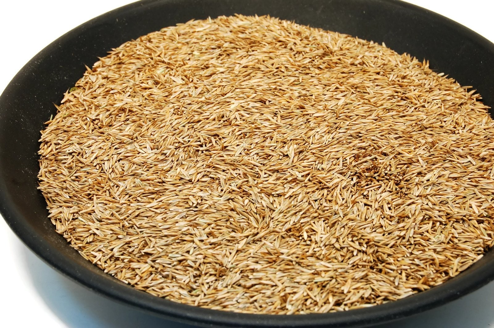 Kentucky 31 K31 Tall Fescue Grass Seed by Eretz Choose Size State Certified,…