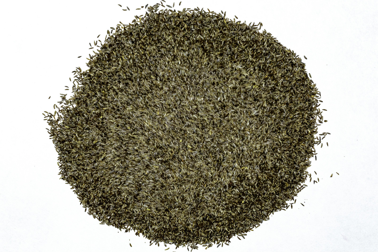 Mugwort Seeds – Artemisia vulgaris – Common Wormwood