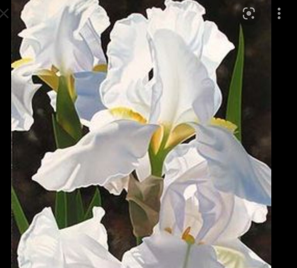 3x TALL IRIS RHIZOMES RANDOM PICK Fresh