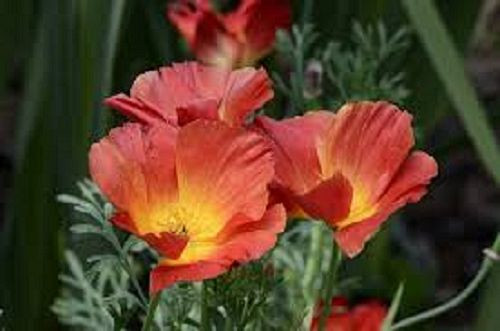 35+ Eschscholzia Strawberry Fields Papaver Poppy Flower Seeds / Perennial