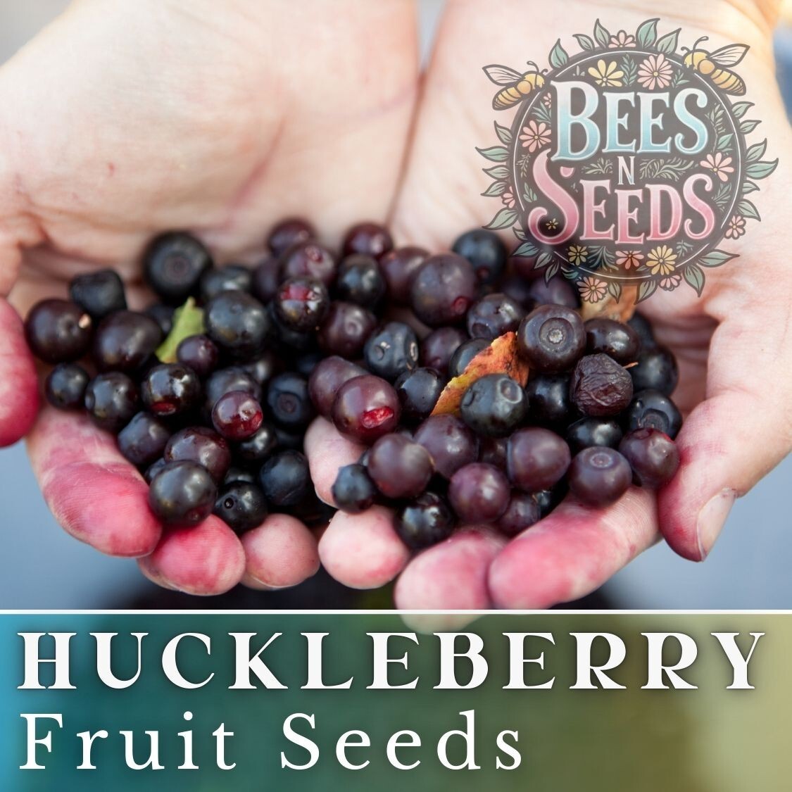 Meadowlark Huckleberry Seeds 125, 300 or 500 Seeds Flower, Flower Seeds Non GMO