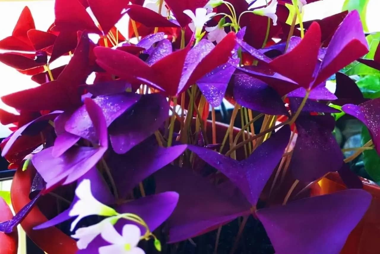 20Pcs Oxalis Bulbs for Planting Purple Shamrocks Bulbs Triangularis Lucky Lovely