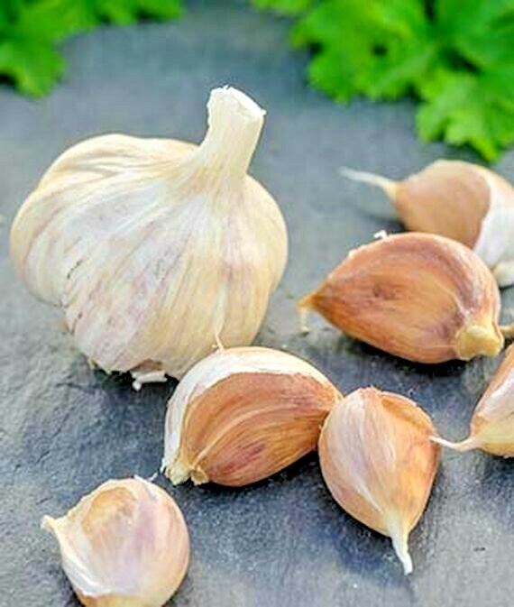 Garlic, German Red Garlic Seeds 500+ SEEDS NON-GMO healthy USA garlic seeds
