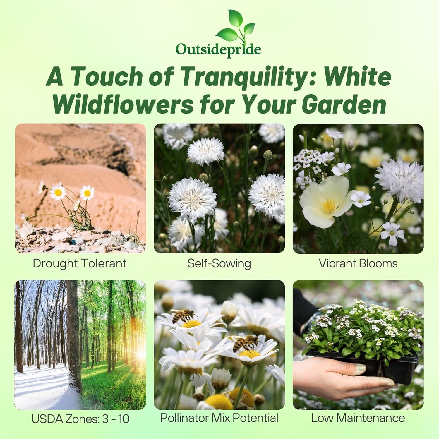 10000 Seeds White Flowers Seeds – White Wildflower Seed