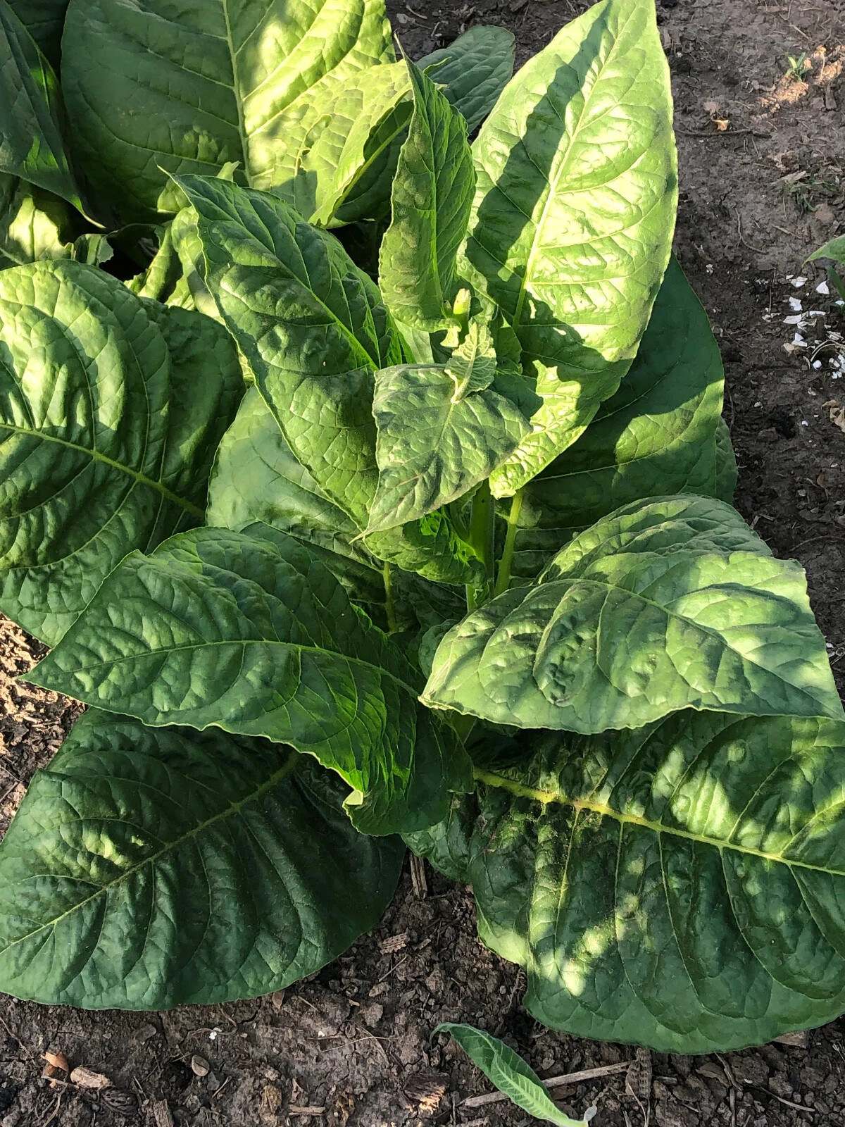 Criollo-98 Tobacco Seeds ~5K Non-GMO Free Ship No Track ~2 Weeks Arrival Read