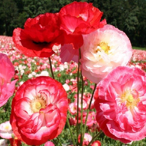 20,000+ Mixed Doubles Shirley Poppy Seeds Organic, Stratified, Non-GMO Seeds
