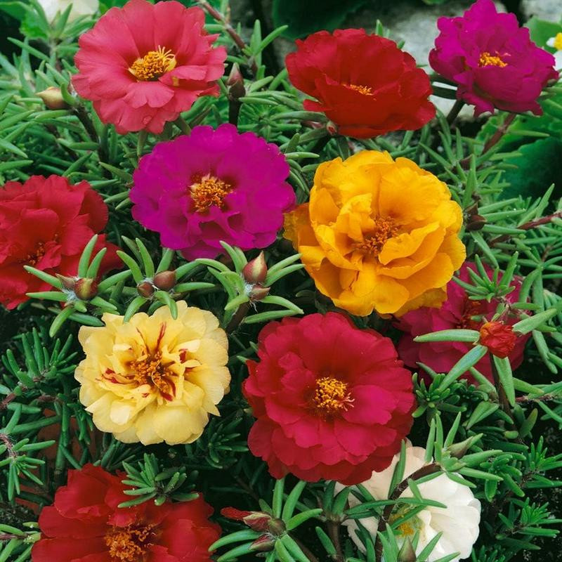 1000+ Portulaca Grandiflora Moss Rose Seeds Mixed Color Spreading for Planting M