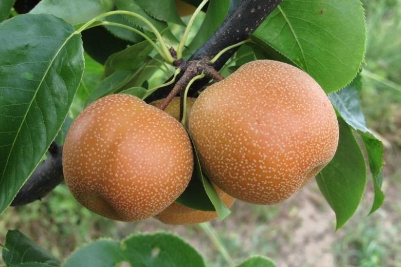Asian Pear | Premium Seeds | Pyrus pyrifolia ‘Fruit’ | Plants’®