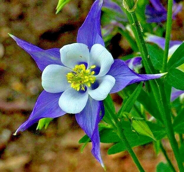 200+ROCKY MOUNTAIN COLUMBINE Seeds Native Wildflower Shade Garden Container Easy