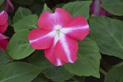 Impatiens Seeds 25 Trailing Tumbler Rose Star Trailing Impatiens