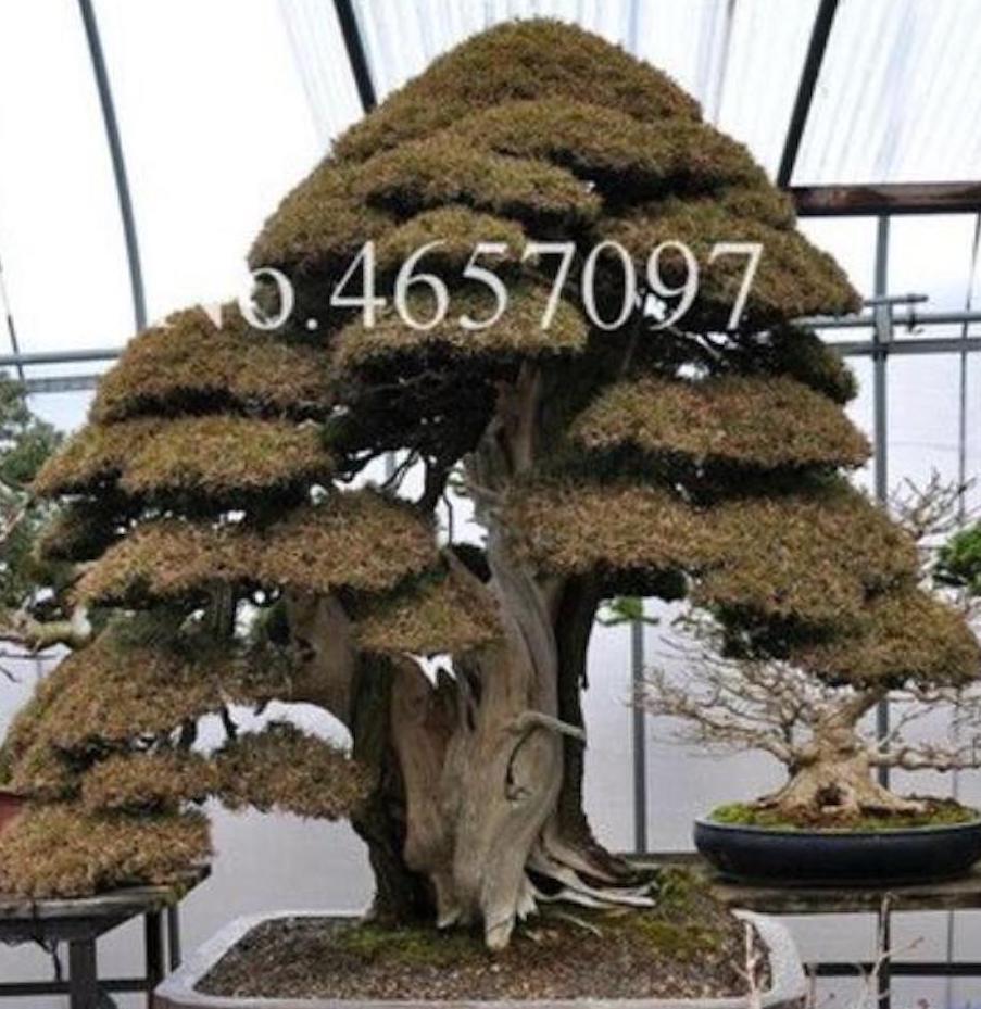 20 EXOTIC rare BONSAI PINE SEEDS for garden flower plant tree USA SELLER USPS