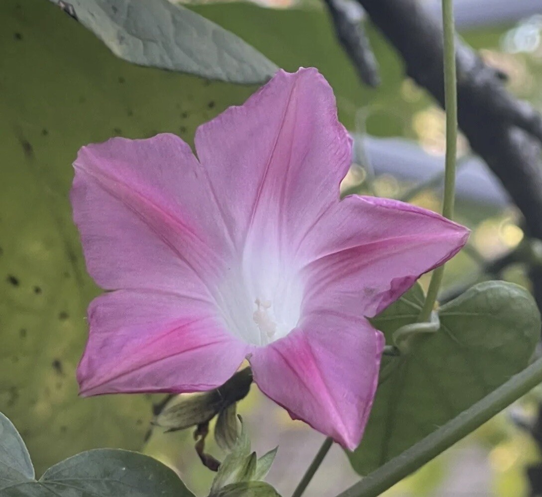 Pink And White Tricolor / Morning Glory Vine/6 Seeds/Organic No Pesticides