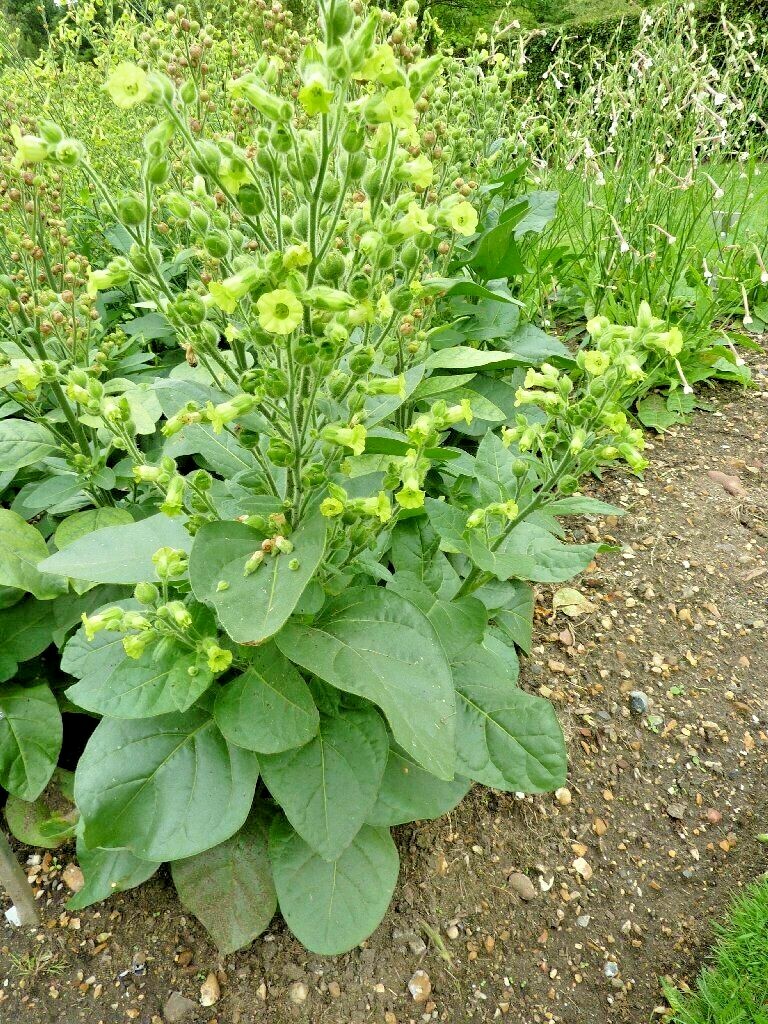 301+MIDEWIWAN Sacred TOBACCO Seeds Native Wildflower Herb Container Garden Easy
