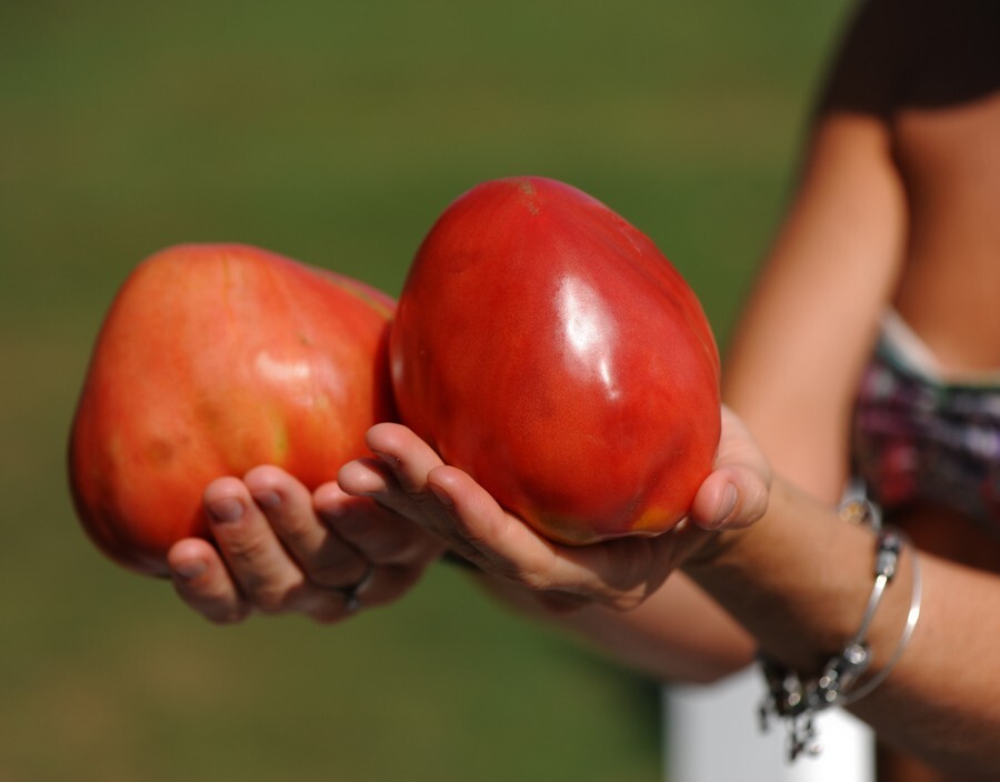 30 SIBERIAN PINK HONEY TOMATO Seeds
