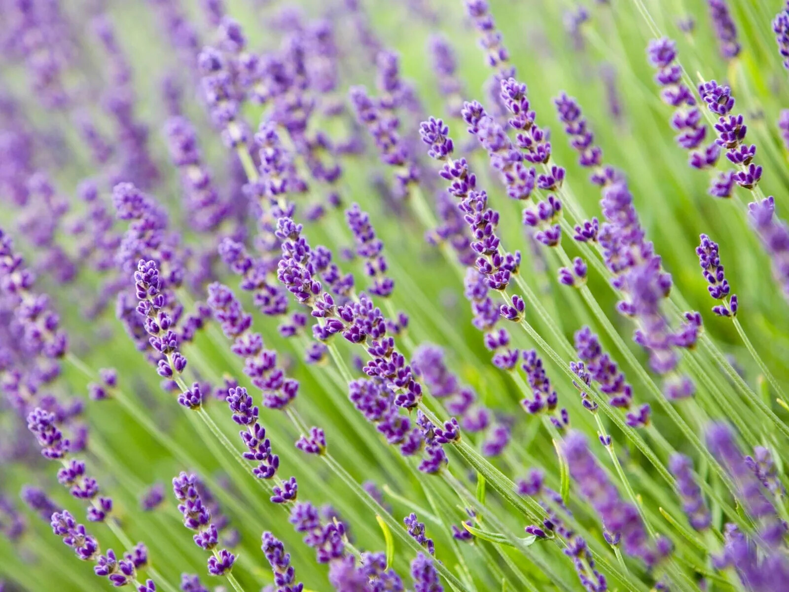 200+ Lavender Seeds | Vera English Lavender | NON-GMO | Variety Sizes | Free Shi