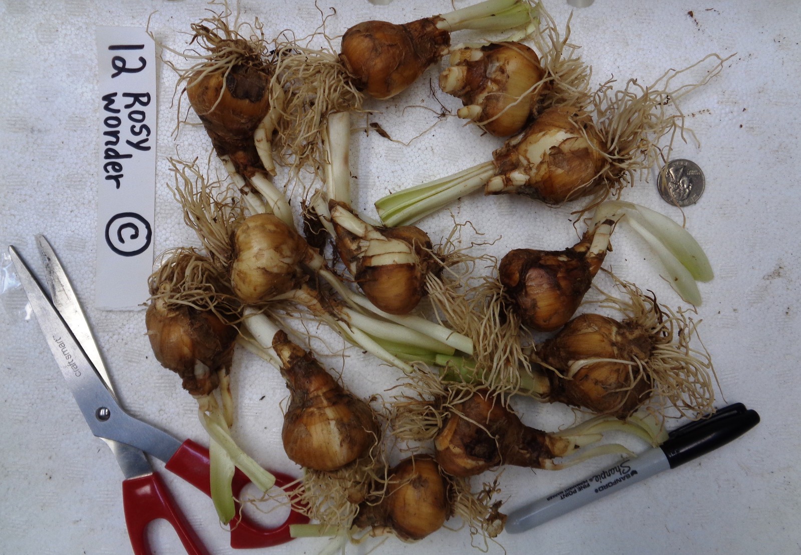 12 DAFFODIL BULBS Pink White “ROSY WONDER” Narcissus Jonquils FromMyGarden*READ*