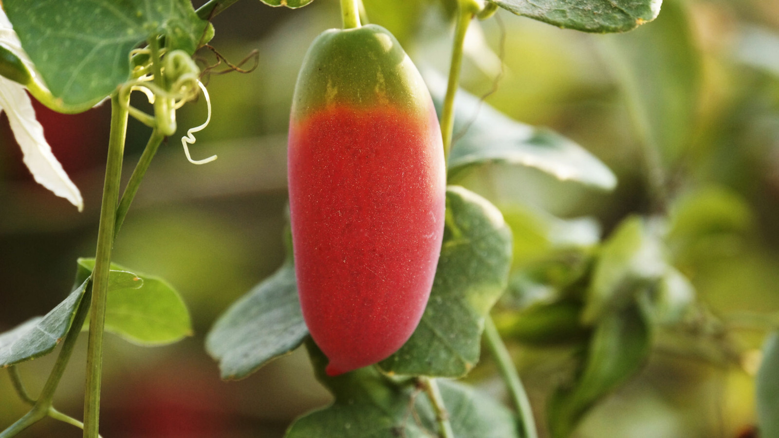 20 Tropical Bean Seeds – -All Natural Heirloom-Cyamopsis-Cluster Bean
