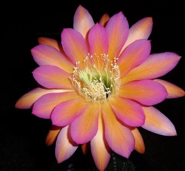 T.Cereus, BETTY BOOM, MEX HYBRID 600,Echinopsis,Blooming,Cactus,Plant,Succulent
