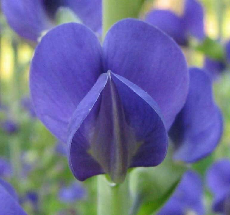 Baptisia australis | Blue Wild Indigo| Rattleweed | 5_Seeds