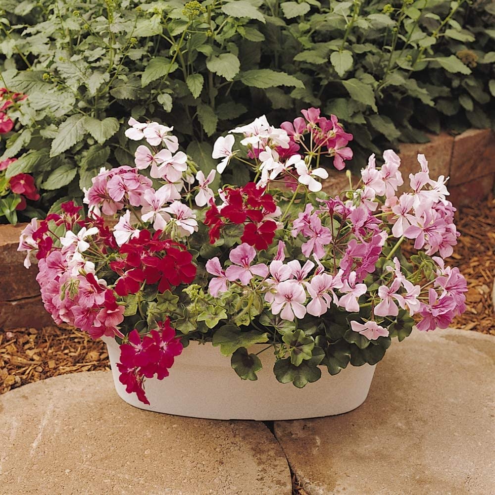 20 Seeds Flower Seed – Ivy Leaf Geranium Seeds Mix