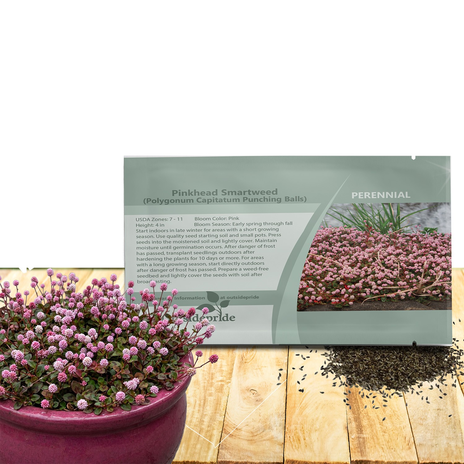2000 Seeds Polygonum Capitatum Seed – Pink Knotweed Ground Cover Seeds