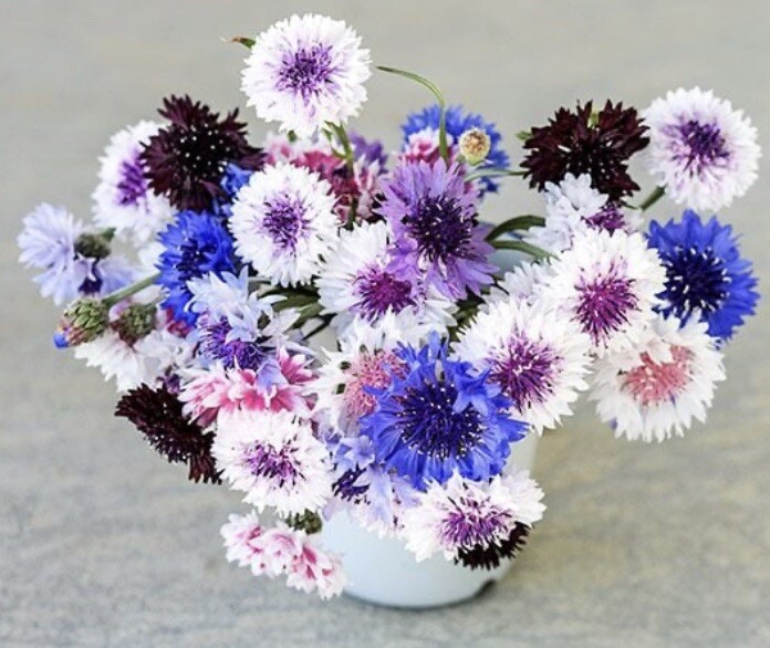 Bachelor Button Classic Artist Mix Seeds 🇺🇸 NJ See My Store Largest Selection