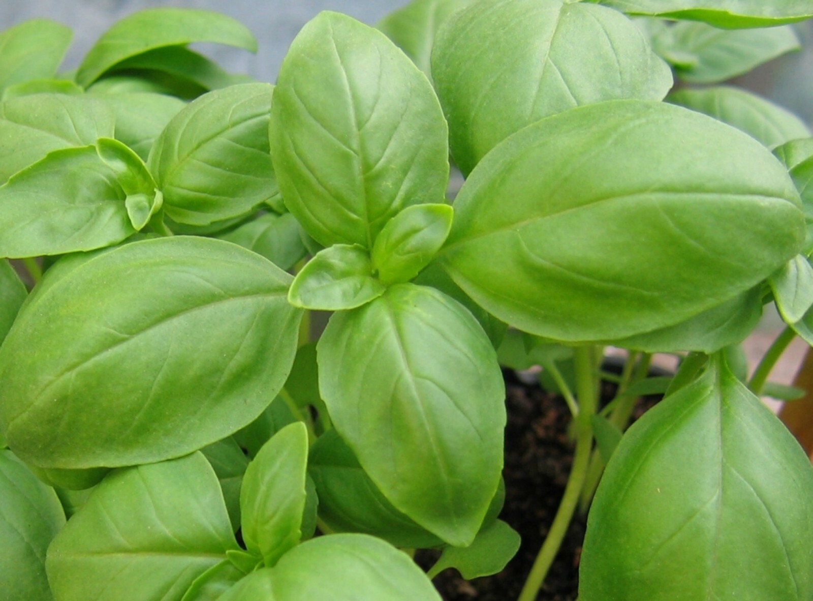 Basil Herb Seeds- Genovese- Pesto Heirloom- 300+ seeds 2021 Seeds