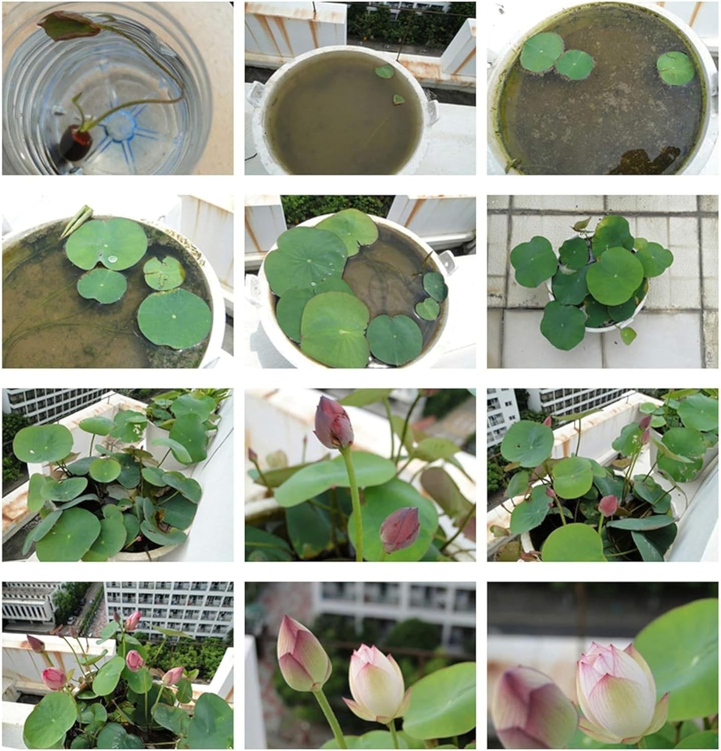 15pcs Exotic Lotus Seeds – Colorful Gardening Bliss for Home & Pond Environments