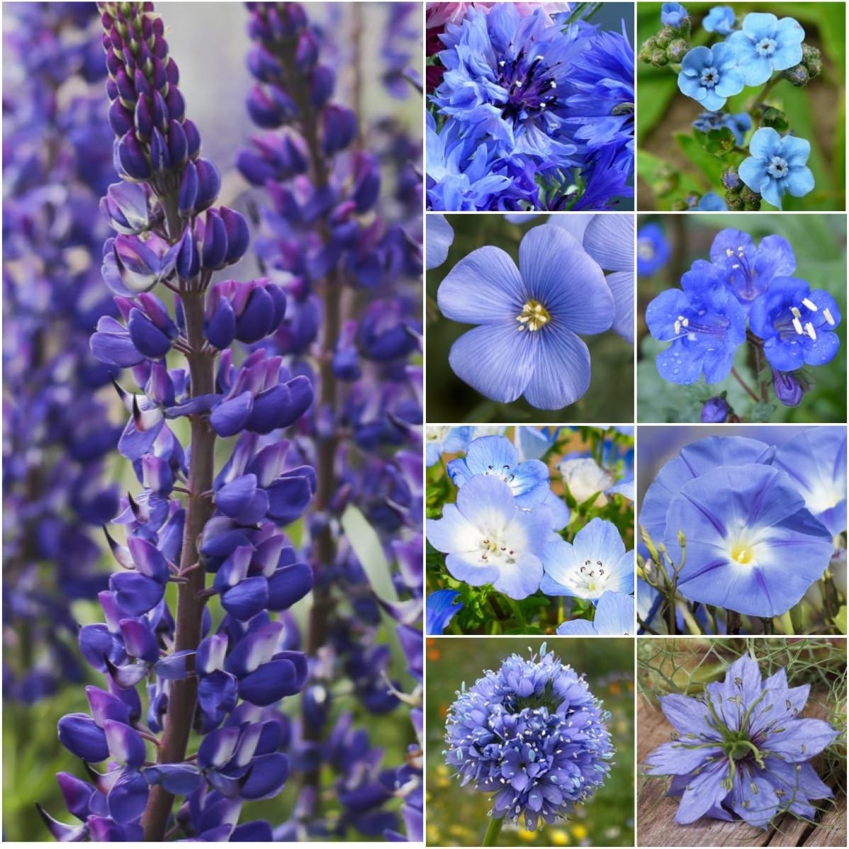 GMO-Free Dazzling Blue Wildflower Seeds Package – 30,000+ Seeds, Full Sun Plants